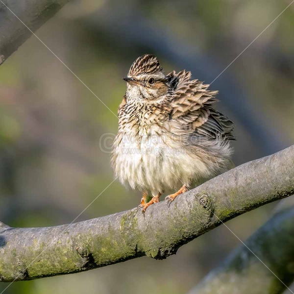 Klikni za ogled večje slike