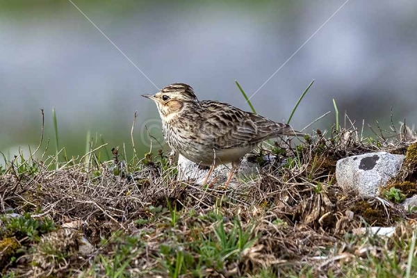 Klikni za ogled večje slike