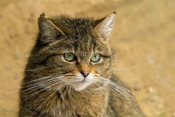 Klikni za ogled večje slike