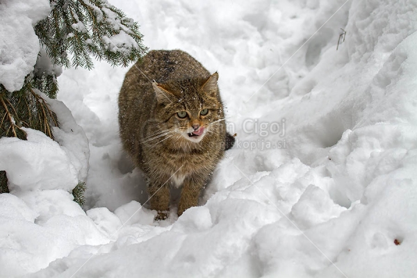 Klikni za ogled večje slike