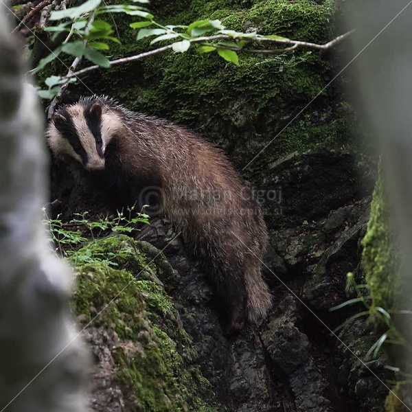 Klikni za ogled večje slike