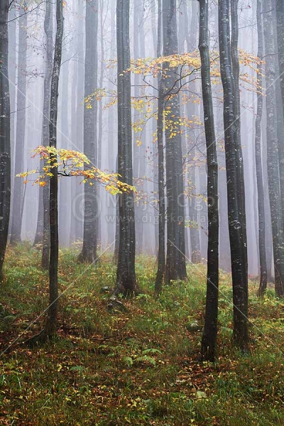 Klikni za ogled večje slike