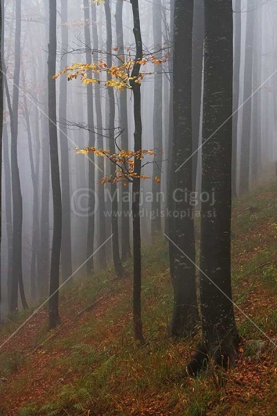 Klikni za ogled večje slike