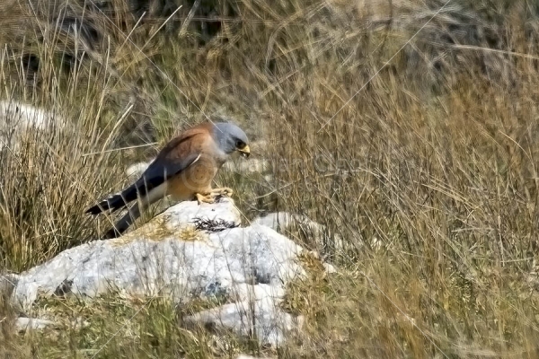 Klikni za ogled večje slike