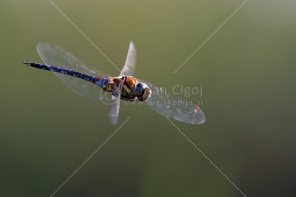 Klikni za ogled večje slike