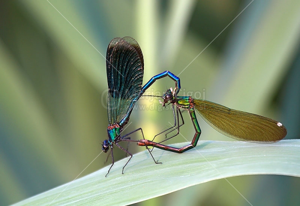 Klikni za ogled večje slike