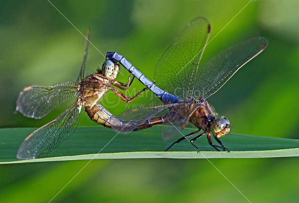 Klikni za ogled večje slike