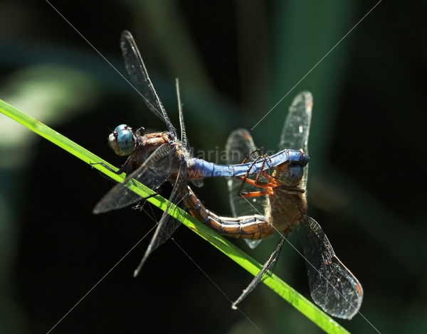 Klikni za ogled večje slike