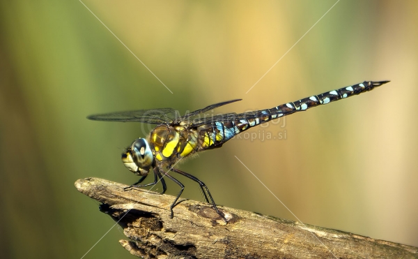 Klikni za ogled večje slike
