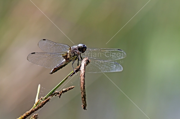 Klikni za ogled večje slike