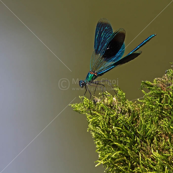 Klikni za ogled večje slike
