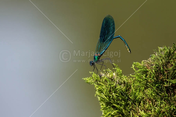Klikni za ogled večje slike