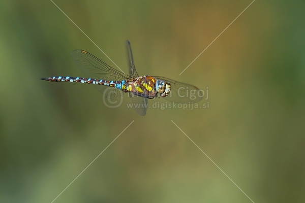 Klikni za ogled večje slike