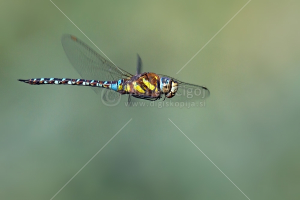 Klikni za ogled večje slike