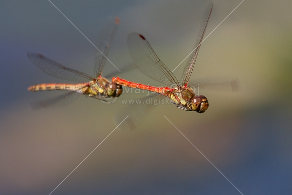 Klikni za ogled večje slike