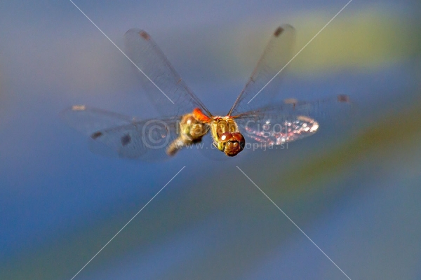 Klikni za ogled večje slike