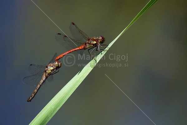 Klikni za ogled večje slike
