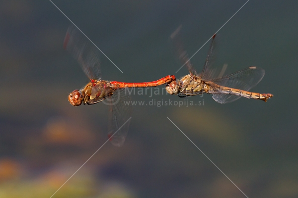 Klikni za ogled večje slike