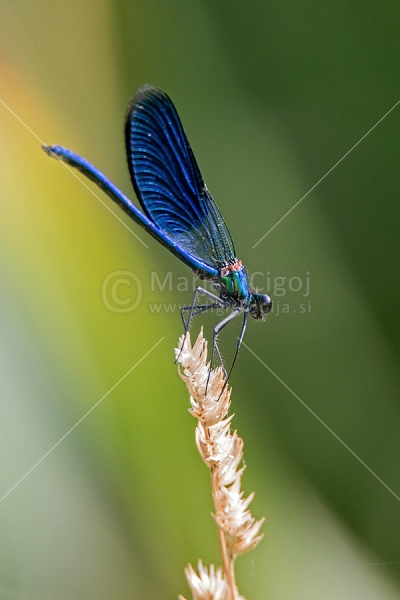 Klikni za ogled večje slike