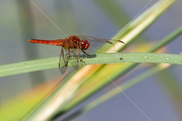 Klikni za ogled večje slike
