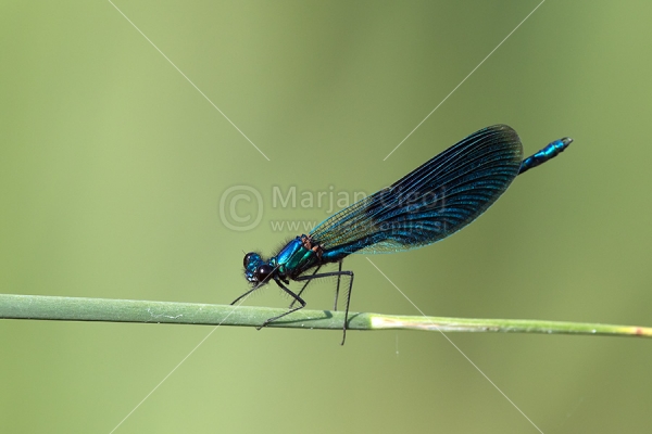 Klikni za ogled večje slike