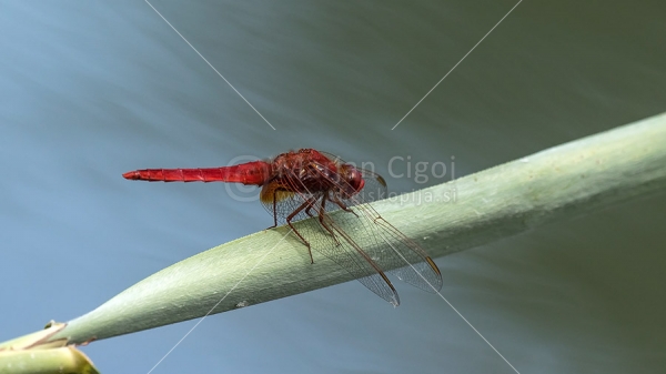 Klikni za ogled večje slike