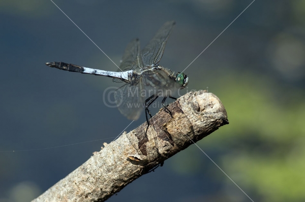 Klikni za ogled večje slike