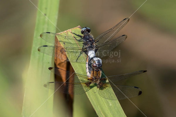 Klikni za ogled večje slike