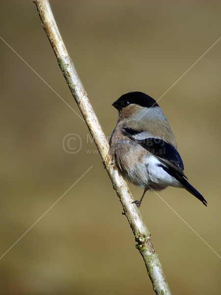 Klikni za ogled večje slike