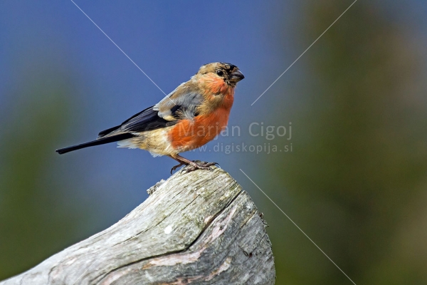 Klikni za ogled večje slike