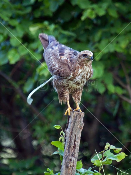 Klikni za ogled večje slike