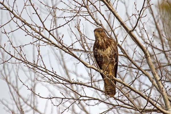 Klikni za ogled večje slike