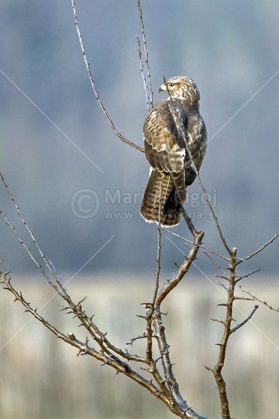 Klikni za ogled večje slike