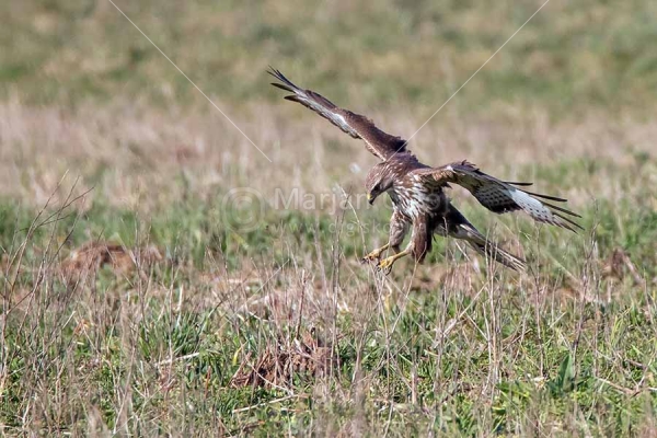 Klikni za ogled večje slike
