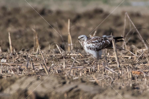 Klikni za ogled večje slike