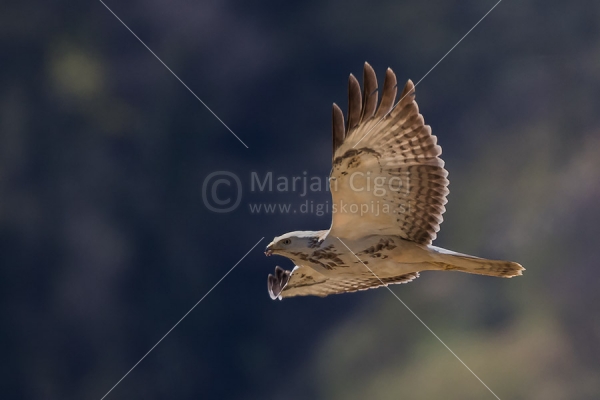 Klikni za ogled večje slike