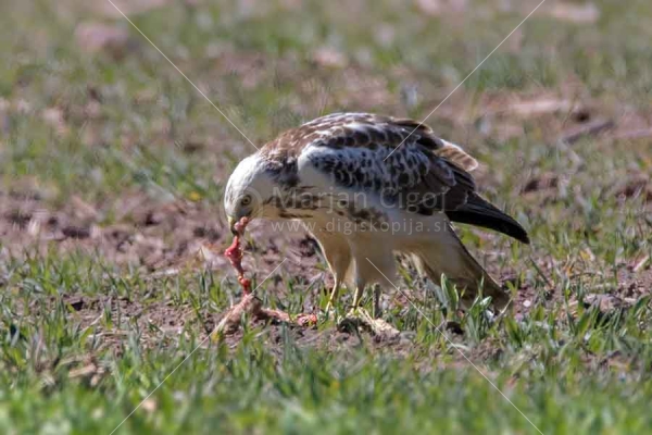 Klikni za ogled večje slike