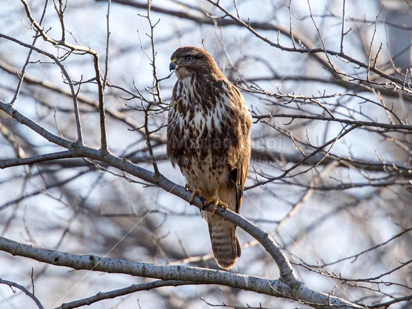 Klikni za ogled večje slike