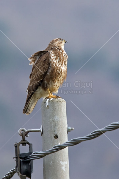 Klikni za ogled večje slike