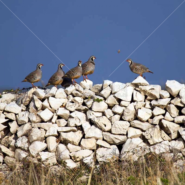 Klikni za ogled večje slike