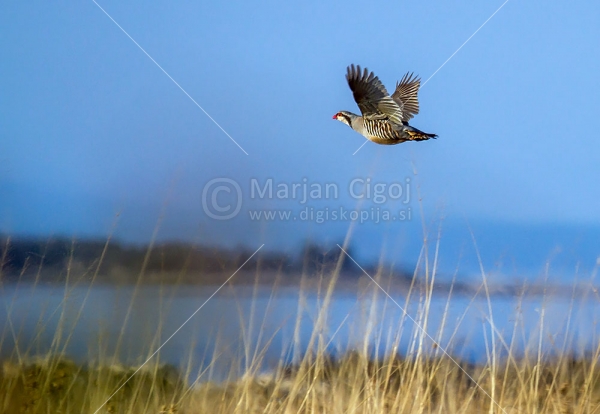Klikni za ogled večje slike