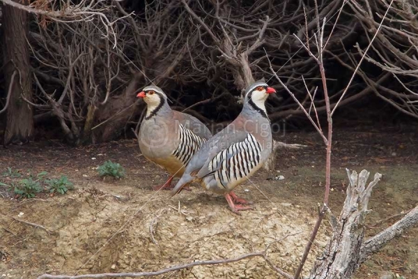Klikni za ogled večje slike