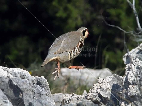 Klikni za ogled večje slike