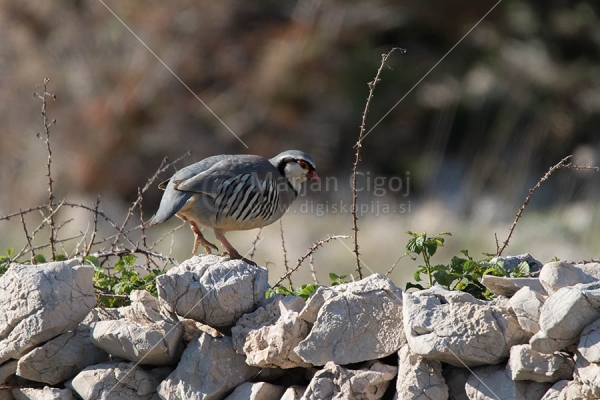 Klikni za ogled večje slike