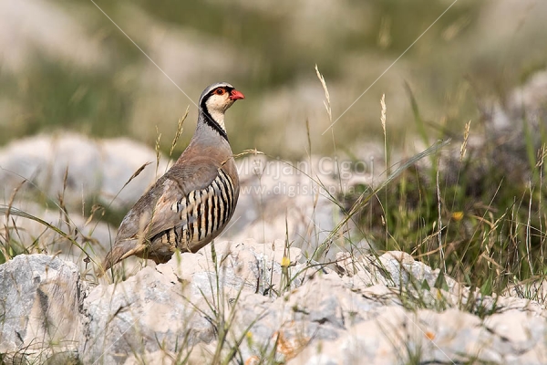 Klikni za ogled večje slike
