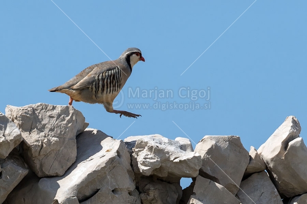 Klikni za ogled večje slike