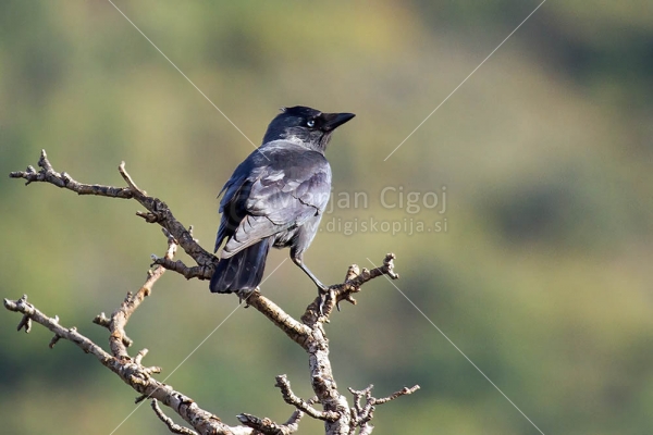 Klikni za ogled večje slike