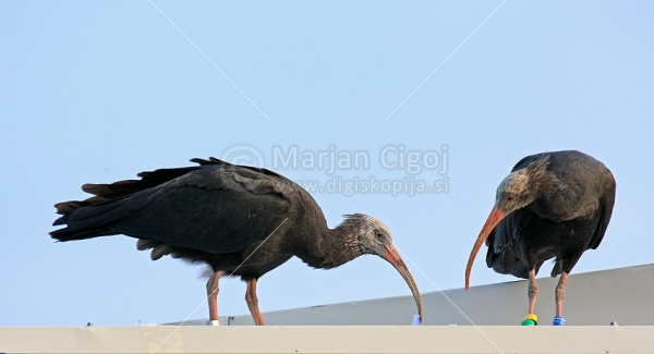 Klikni za ogled večje slike