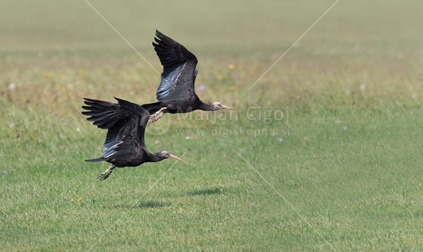 Klikni za ogled večje slike