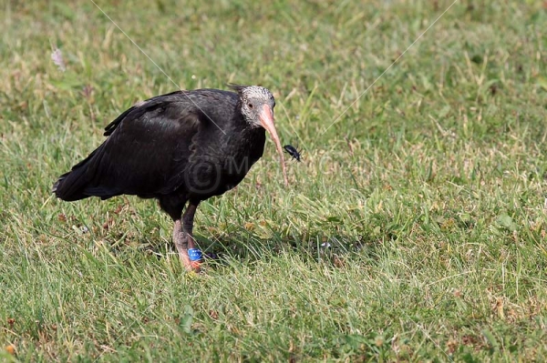 Klikni za ogled večje slike